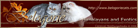 banner_belogorie