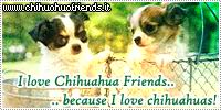 banner_chihuahuafriends