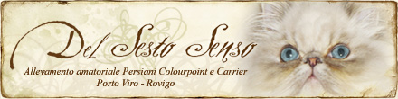 banner_del_sesto_senso