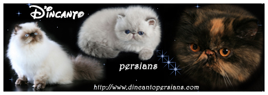 banner D'Incanto