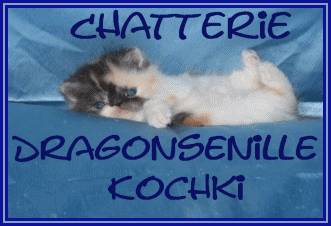 banner_dragonsenille