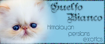banner_guelfobianco
