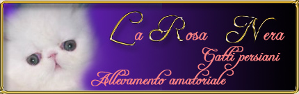 banner_larosanera