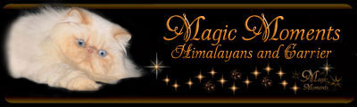 banner_magic_moments