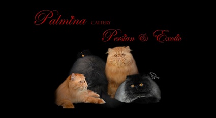 banner palmina