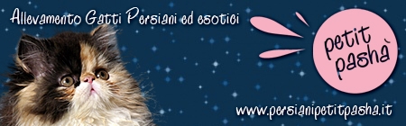 banner persianipetitpasha