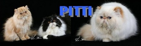 banner_pitti
