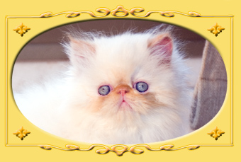 immagine_01
