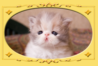 immagine_02