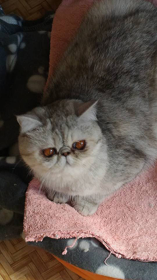 Ginger della Sisile