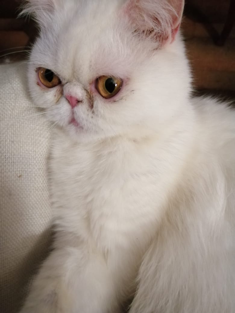 Ines della Sisile